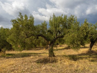 Olive trees in Spain on a sunny dayMediterranean olive field with ancient olive tree in Huesca Spain