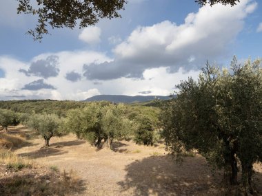 Olive trees in Spain on a sunny dayMediterranean olive field with ancient olive tree in Huesca Spain