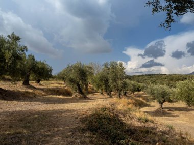 Olive trees in Spain on a sunny dayMediterranean olive field with ancient olive tree in Huesca Spain