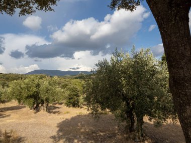 Olive trees in Spain on a sunny dayMediterranean olive field with ancient olive tree in Huesca Spain