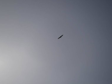 Martı gökyüzünde uçuyor.