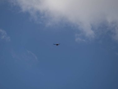 Mavi gökyüzünde uçan güzel beyaz bir kuş