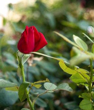 Bahçede kırmızı gül