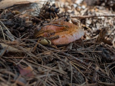 Katalanca ve İspanyolca 'da 