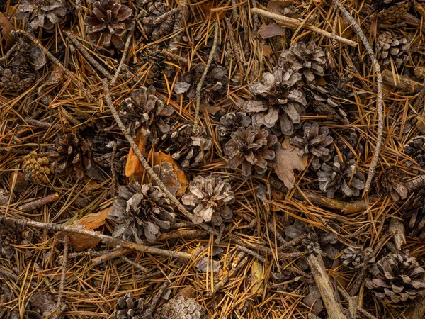 Rumput Kering Hutan — Stok Foto