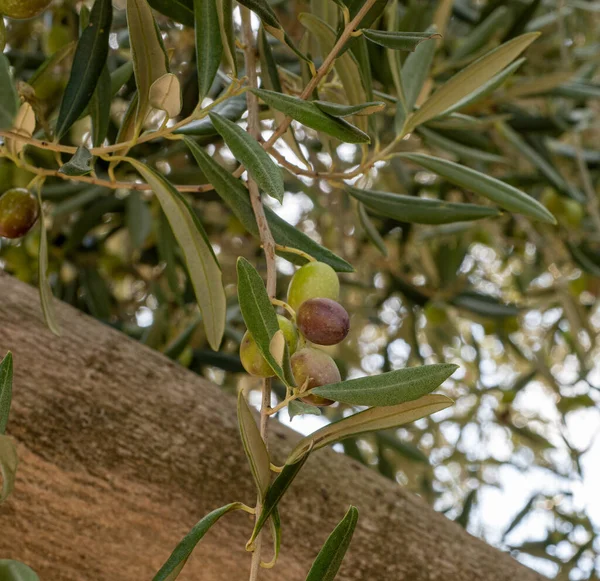 Ripe green olives on the branches treeolive branch with ripe olives and farmland in the background