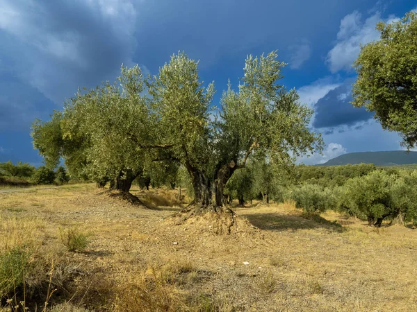 Olive trees in Spain on a sunny dayMediterranean olive field with ancient olive tree in Huesca Spain