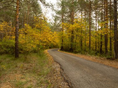 Parktaki sonbahar ormanı