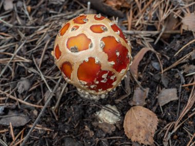 Amanita Muscaria, zehirli mantar.