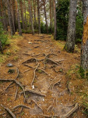Sonbahar manzarası Düşen yapraklar ve kırmızı sonbahar akçaağaçları Sonbahar ormanı