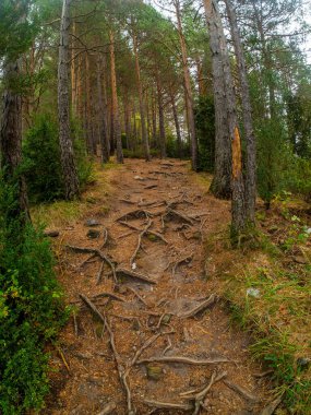 Sonbahar manzarası Düşen yapraklar ve kırmızı sonbahar akçaağaçları Sonbahar ormanı