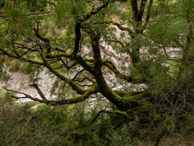 Ağaçların güzel manzaralı yeşil orman