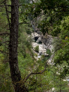 Dağlardaki ormanın güzel manzarası.