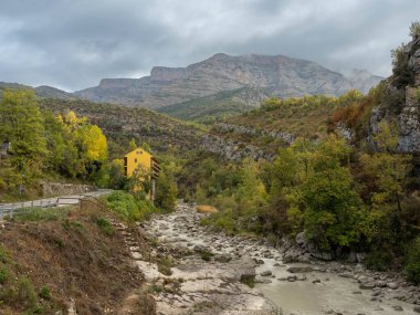 Sonbahar manzarası Düşen yapraklar ve kırmızı sonbahar akçaağaçları Sonbahar ormanı