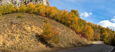 Sonbahar manzarası Düşen yapraklar ve kırmızı sonbahar akçaağaçları Sonbahar ormanı