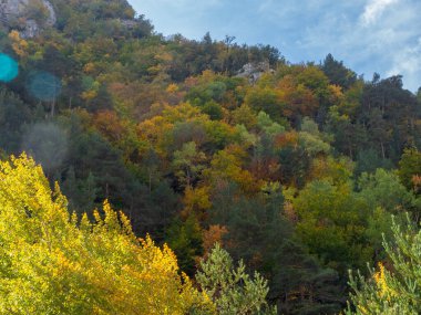 Sonbahar manzarası Düşen yapraklar ve kırmızı sonbahar akçaağaçları Sonbahar ormanı
