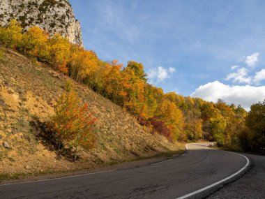 Sonbahar manzarası Düşen yapraklar ve kırmızı sonbahar akçaağaçları Sonbahar ormanı
