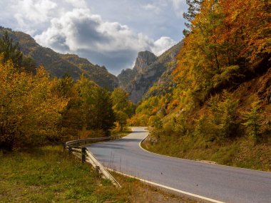 Sonbahar manzarası Düşen yapraklar ve kırmızı sonbahar akçaağaçları Sonbahar ormanı