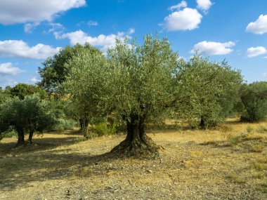Huesca vilayetinde, bulutlu mavi gökyüzü ile zeytin koruluğu arasında çiçekli ve otlu eski zeytin ağaçları olan meyve bahçesi. Zeytin ağaçları,.