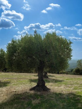 Huesca vilayetinde, bulutlu mavi gökyüzü ile zeytin koruluğu arasında çiçekli ve otlu eski zeytin ağaçları olan meyve bahçesi. Zeytin ağaçları,.