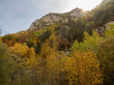 Sonbahar manzarası Düşen yapraklar ve kırmızı sonbahar akçaağaçları Sonbahar ormanı