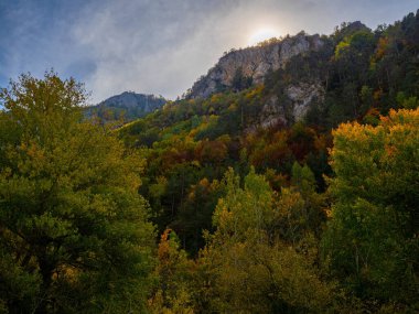 Sonbahar manzarası Düşen yapraklar ve kırmızı sonbahar akçaağaçları Sonbahar ormanı
