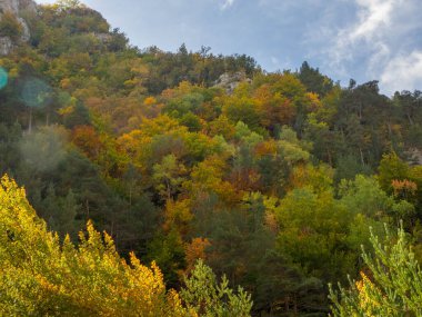Sonbahar manzarası Düşen yapraklar ve kırmızı sonbahar akçaağaçları Sonbahar ormanı