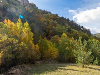 Sonbahar manzarası Düşen yapraklar ve kırmızı sonbahar akçaağaçları Sonbahar ormanı