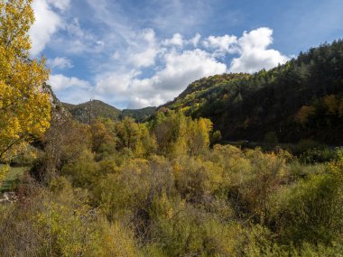 Sonbahar manzarası Düşen yapraklar ve kırmızı sonbahar akçaağaçları Sonbahar ormanı