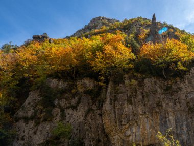 Sonbahar manzarası Düşen yapraklar ve kırmızı sonbahar akçaağaçları Sonbahar ormanı