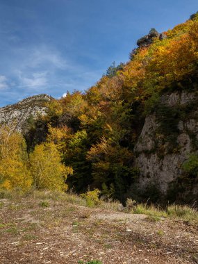 Sonbahar manzarası Düşen yapraklar ve kırmızı sonbahar akçaağaçları Sonbahar ormanı