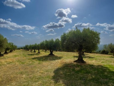 Huesca vilayetinde, bulutlu mavi gökyüzü ile zeytin koruluğu arasında çiçekli ve otlu eski zeytin ağaçları olan meyve bahçesi. Zeytin ağaçları,.