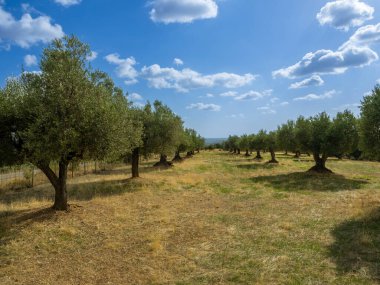 Huesca vilayetinde, bulutlu mavi gökyüzü ile zeytin koruluğu arasında çiçekli ve otlu eski zeytin ağaçları olan meyve bahçesi. Zeytin ağaçları,.