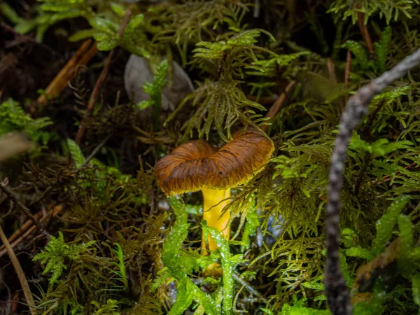 森林里长着一株蘑菇的特写镜头 — 图库照片