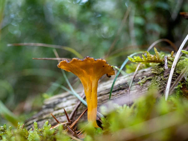 Gyönyörű Kilátás Nyílik Egy Légy Agaric Gomba Erdőben — Stock Fotó