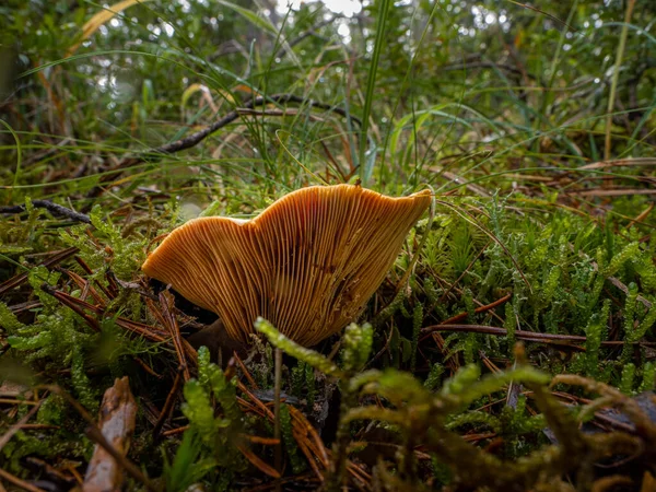 森林中的蘑菇 植物和树叶 — 图库照片