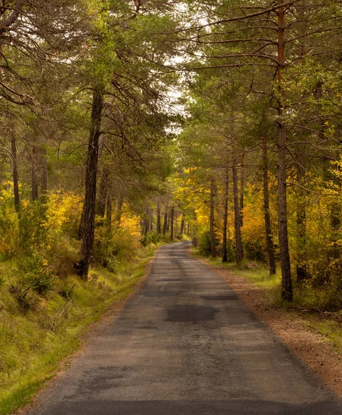 森の中の空のアスファルト道路 — ストック写真