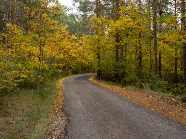 Красивая Дорога Через Осенний Лес — стоковое фото