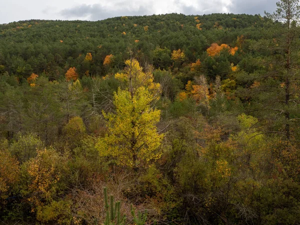 Outono Paisagem Com Árvores Floresta — Fotografia de Stock