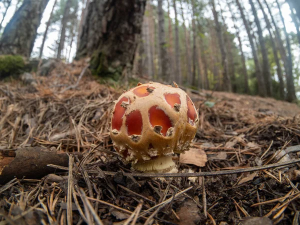 在森林里放着蘑菇的麝香花 — 图库照片
