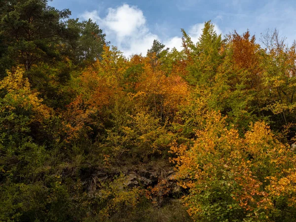 Осенний Пейзаж Павшие Листья Красные Осенние Кленовые Деревья Осенний Лес — стоковое фото