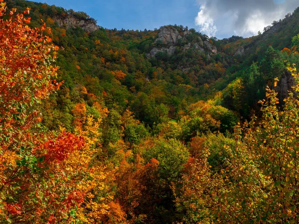 stock image Autumn landscape Fallen leaves and red autumn maple trees Autumn forest