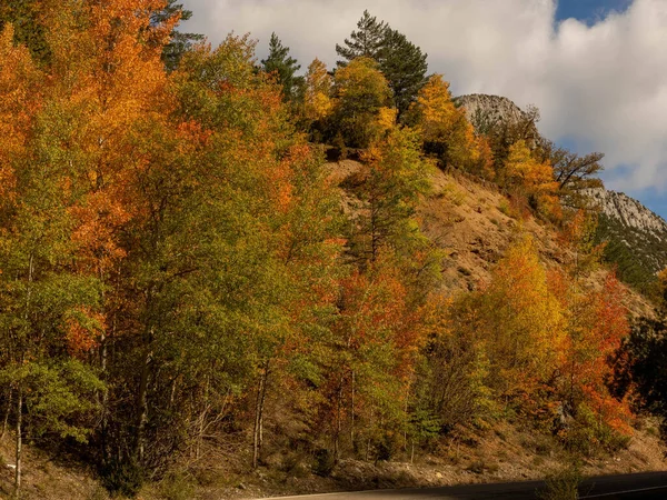Осенний Пейзаж Павшие Листья Красные Осенние Кленовые Деревья Осенний Лес — стоковое фото