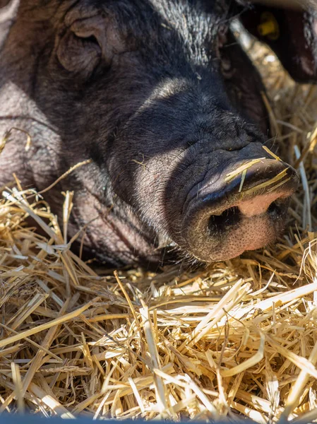 young brown pig eating hay in the farm. breed of pig called lacon de la fueba