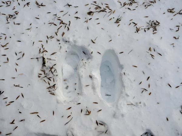 Ένα Κοντινό Πλάνο Ενός Λευκού Λύκου Που Περπατάει Ένα Χιονισμένο — Φωτογραφία Αρχείου