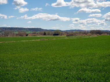 Büyük bir ağaç ve mavi gökyüzü olan yeşil alan.