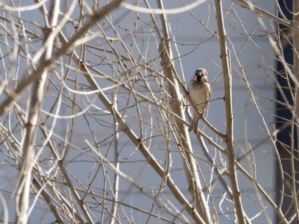 树枝上的鸟 — 图库照片