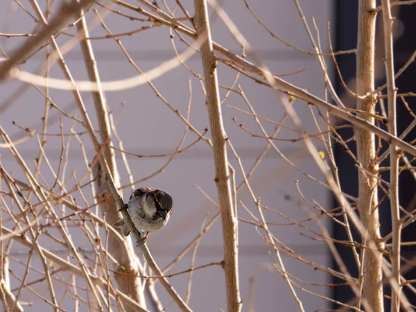 Птах Гілці Дерева — стокове фото