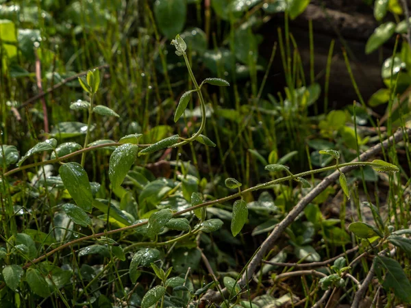 Nahaufnahme Einer Grünen Pflanze Die Auf Einem Feld Wächst — Stockfoto
