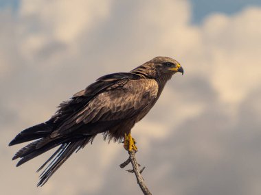 Yiyecek ararken siyah bir uçurtmanın oyunları ve uçuşları